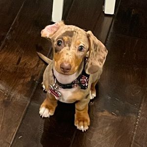 Meet your Posher, Maddie